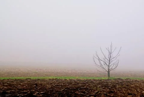 Fog on the field Stock Photos