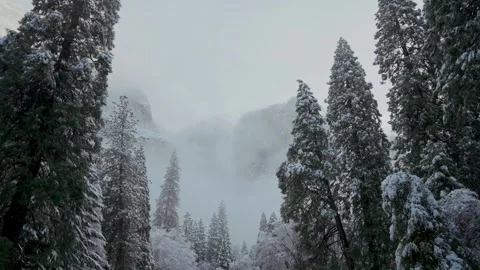 Fog filled valley between snowy trees in winter Stock Footage 348051689