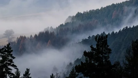 Fog floating on the edge of the forest Stock Footage 132252684