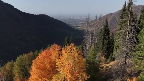 Fog floating over autumn mountain forest valley, Kazakhstan 動画素材 344099801