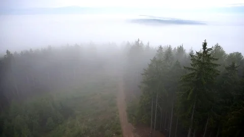 The fog floats among the trees Stock Footage 80350719