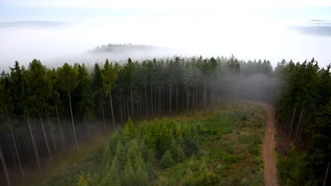 The fog floats among the trees Stock Footage 80350748
