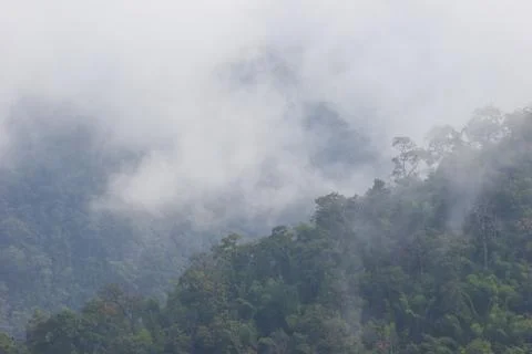 Fog floats on the top of a tree in the forest. Stock Photos