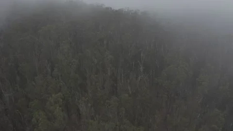 Fog Flowing in the Trees Stock Footage 138656630