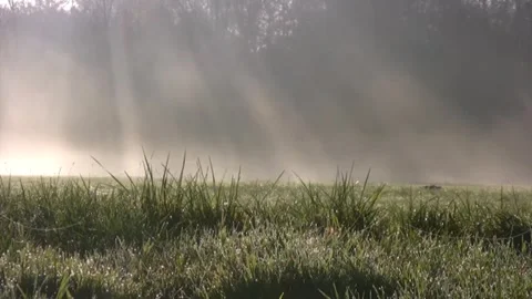 Fog Stock Footage 241165924