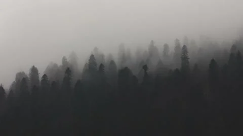 Fog in the forest. aerial perspective Stock Footage 239459616