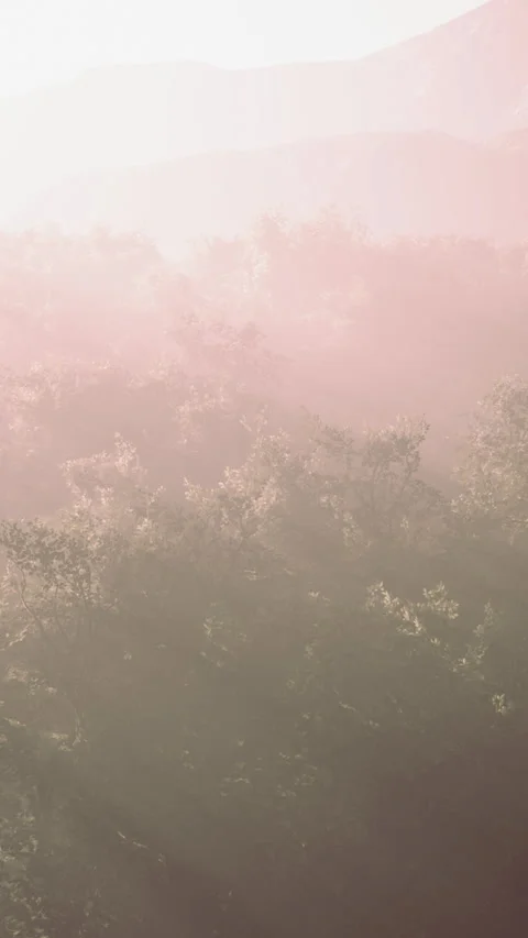 Fog in a forest at aerial view Vídeos de archivo 295675316