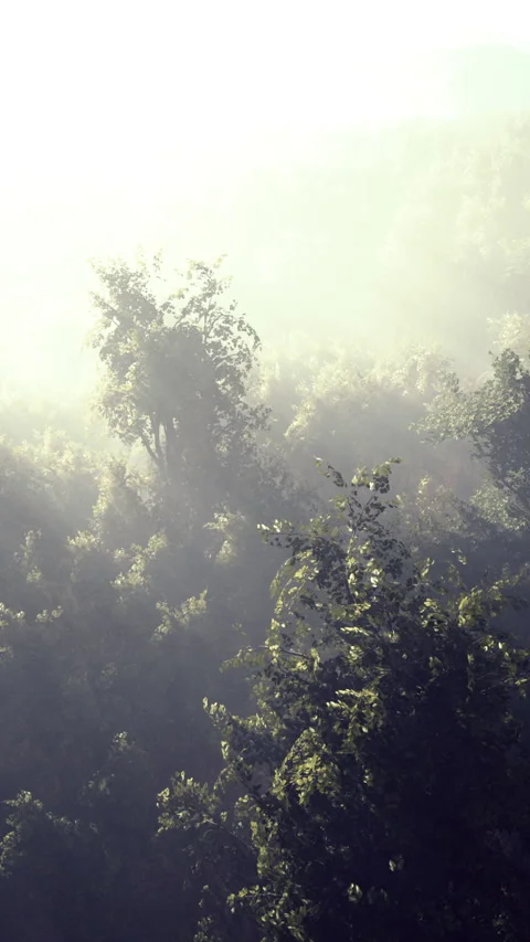 Fog in a forest at aerial view Stock Footage 306156964