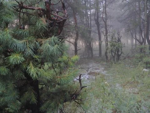Fog in the forest and low pine in the foreground plan Stock Photos
