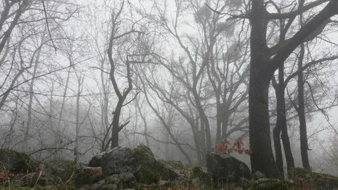 Fog in forest in autumn Stock Footage 100760063