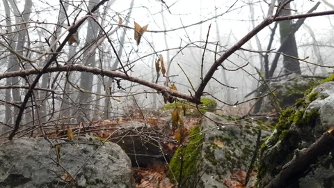 Fog in forest in autumn Stock Footage 100760090