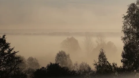 Fog in the forest in Belarus Stock Footage 97979214