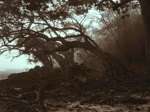 Fog in the forest at coastline Fotos Stock