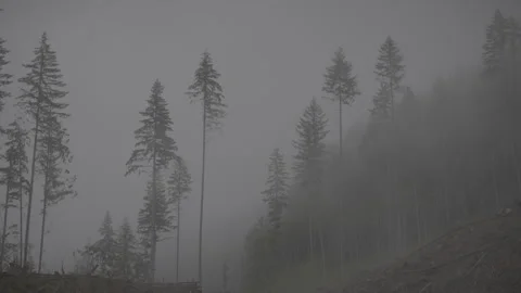 Fog in Forest Cut Block Stock Footage 247520572