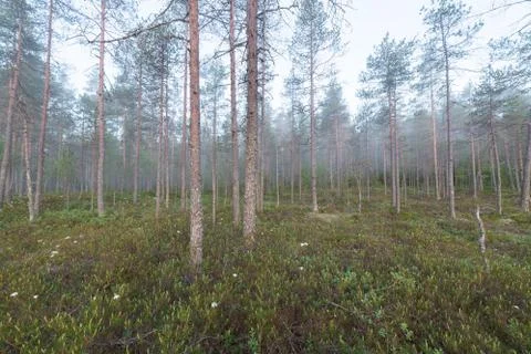 Fog in forest at dawn Stock Photos