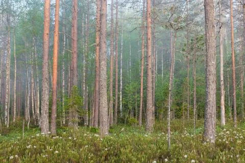 Fog in forest at dawn Stock Photos