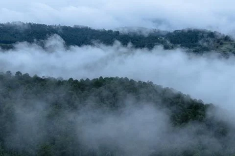Fog forest during the day Stock Photos