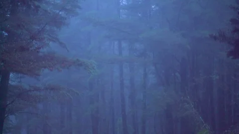 Fog in the forest during rainy day Stock Footage 76103336