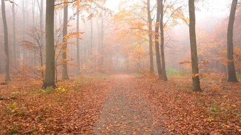 Fog in forest with fallen leaf, autumn. dolly in on path slowmotion. Stock Footage 98130214