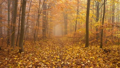 Fog in forest with fallen leaf, autumn. dolly in on path slowmotion. yellow Stock Footage 98130738