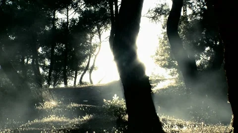 Fog forest Stock Footage 8601918