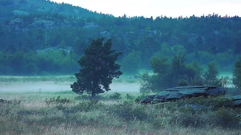 Fog In The Forest 스톡 동영상 46732549