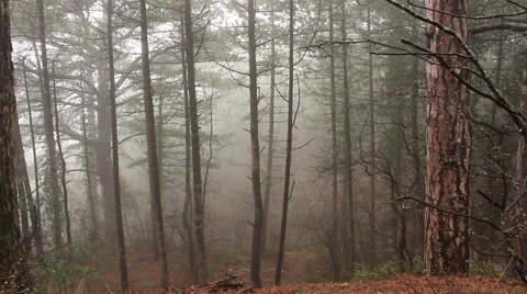 Fog Forest 스톡 동영상 48576227