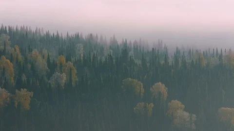 Fog on the forest Video stock 81043962