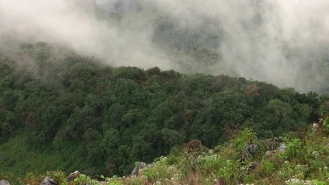 Fog in forest Stock Footage 92004074