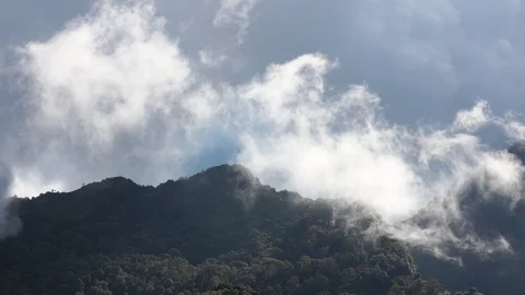 Fog forest Видео 92004989