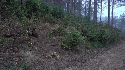 Fog in the forest Video stock 92413304