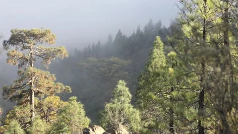 Fog in the forest Video stock 107276798