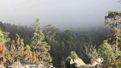 Fog in the forest Video stock 107277034