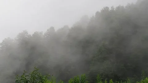 Fog in forest Stock Footage 142867977