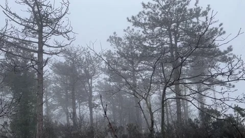 Fog in the forest Stock Footage 240298575