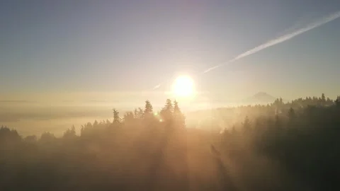Fog in the forest Stock Footage 257150853