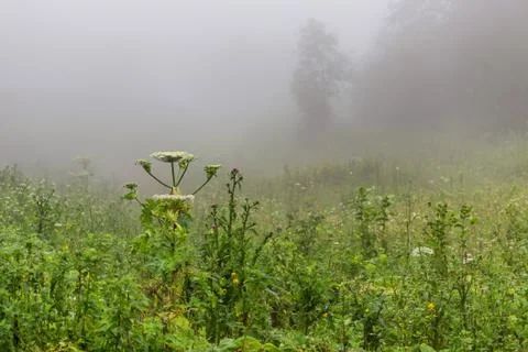 Fog on forest glade Foto stock