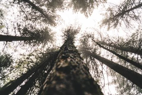 Fog forest from the ground Stock Photos