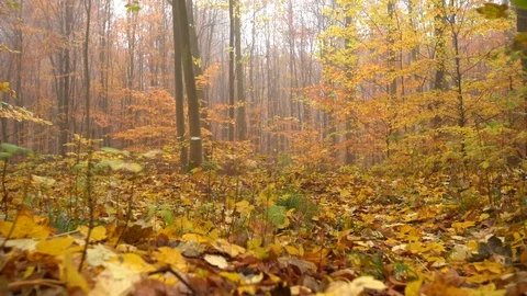 Fog in forest low angle and close to the ground, dolly in, over yellow leafs Stock Footage 98131058