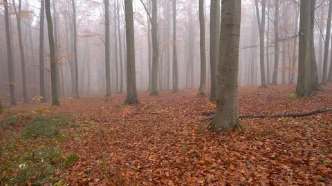Fog in forest with many leafs and trees. dolly shot in slowmotiona Stock Footage 98131415