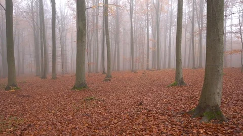 Fog in forest with many leafs and trees. dolly shot in slowmotiona Stock Footage 98131790