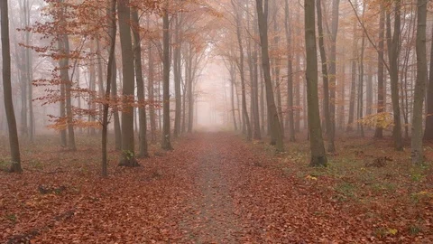Fog in forest with many leafs and trees. dolly shot in slowmotiona Stock Footage 98132114