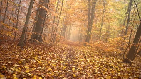Fog in forest with many leafs on the ground, autumn. infinity spin anti Stock Footage 98133134