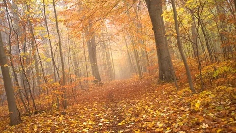 Fog in forest with many leafs on the ground, autumn. infinity spin clockwise Stock Footage 98133186