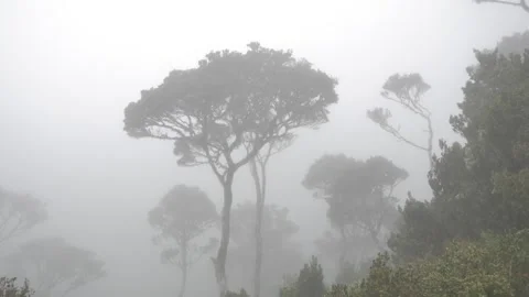 Fog in the forest of Mount Latimojong Stock Footage 281181827