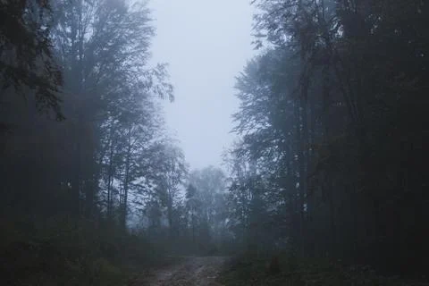 Fog in the forest, mountain forest during the autumn rain. Stock Photos