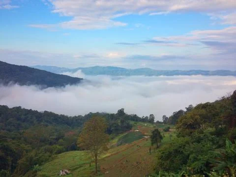 Fog in the forest mountain of view landscape nature Foto stock