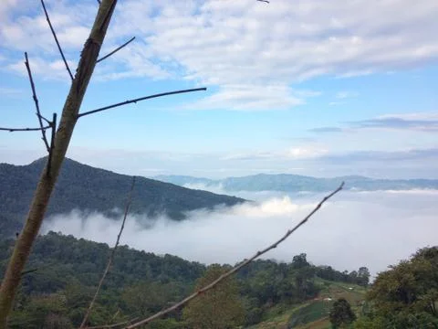 Fog in the forest mountain of view landscape nature Foto stock