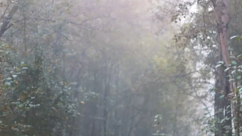 Fog on the forest path. camera moves from bottom to top Stock Footage 80232557