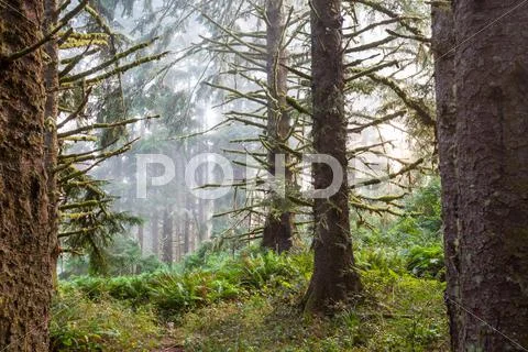 Fog in forest Stock Photos
